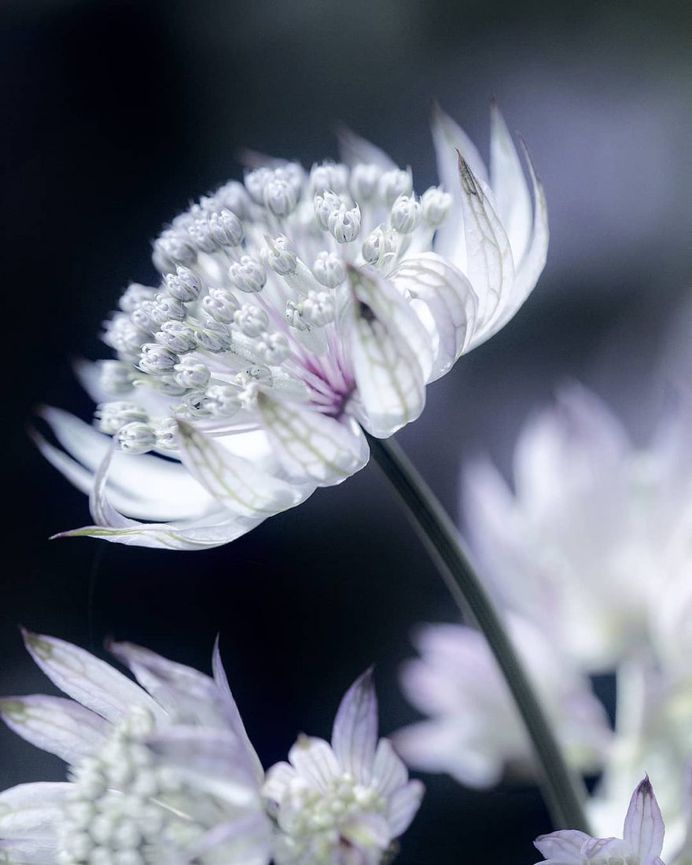Astrantia by Hege