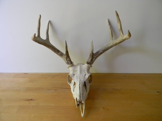 Deer Skull #craneo #deer #muertito #skull