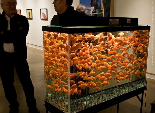 Art Here Lately - winter 2010- spring 2011 #goldfish #casting #aquarium #altman #helen