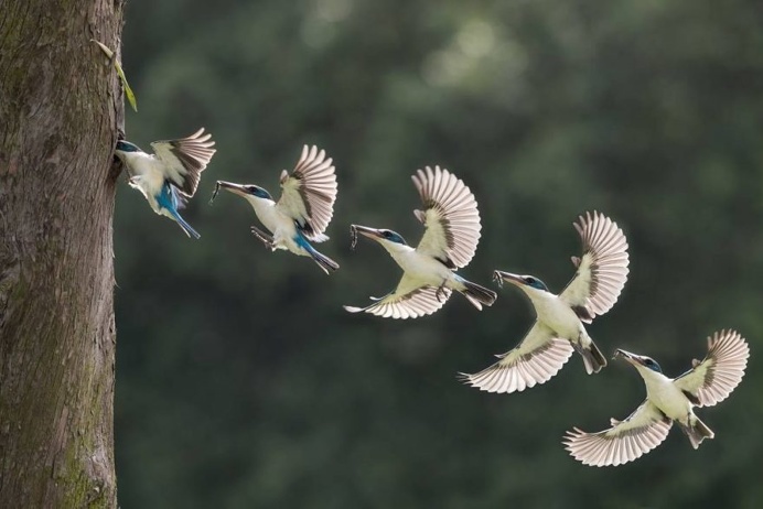 Amazing Bird Photography by Johnson Chua