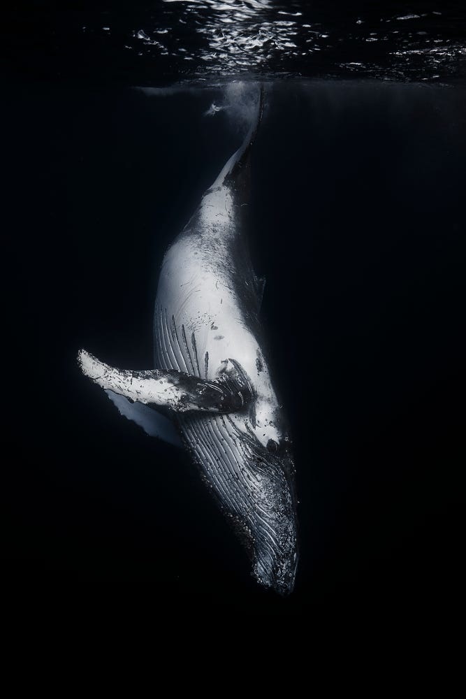 Black & Whale by Gaby Barathieu