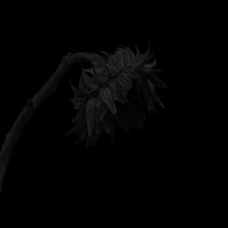 MA21 #flower #photography