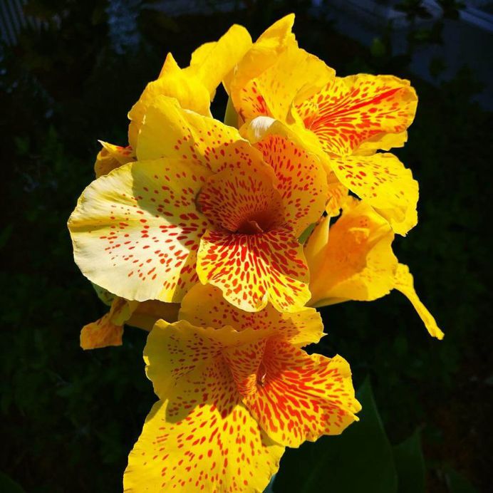 Canna Lily by Pensacola Beach