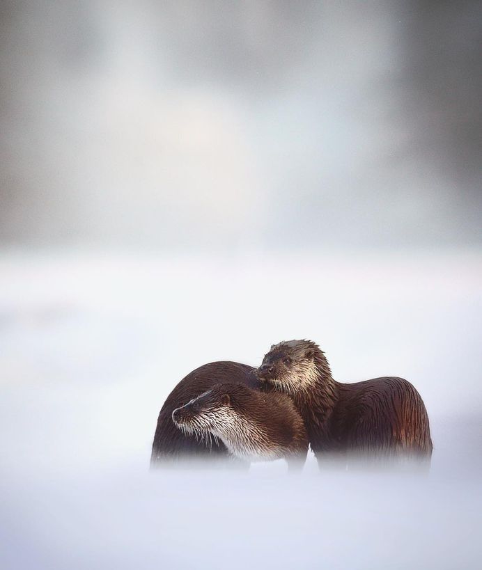 Wildlife Finland: Wild Gray Wolfs, Wolverine and Birds by Niko Pekonen