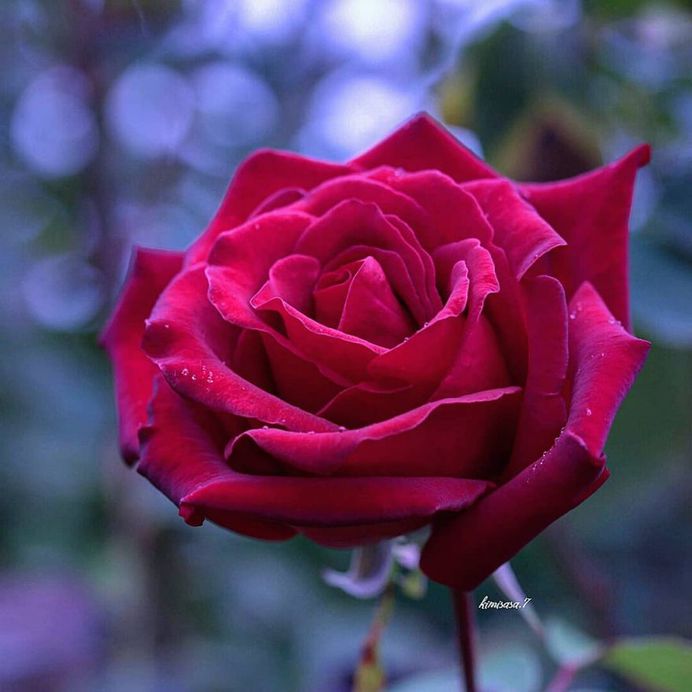 #total_roses: Beautiful Pictures of Roses by Kimi Sasa