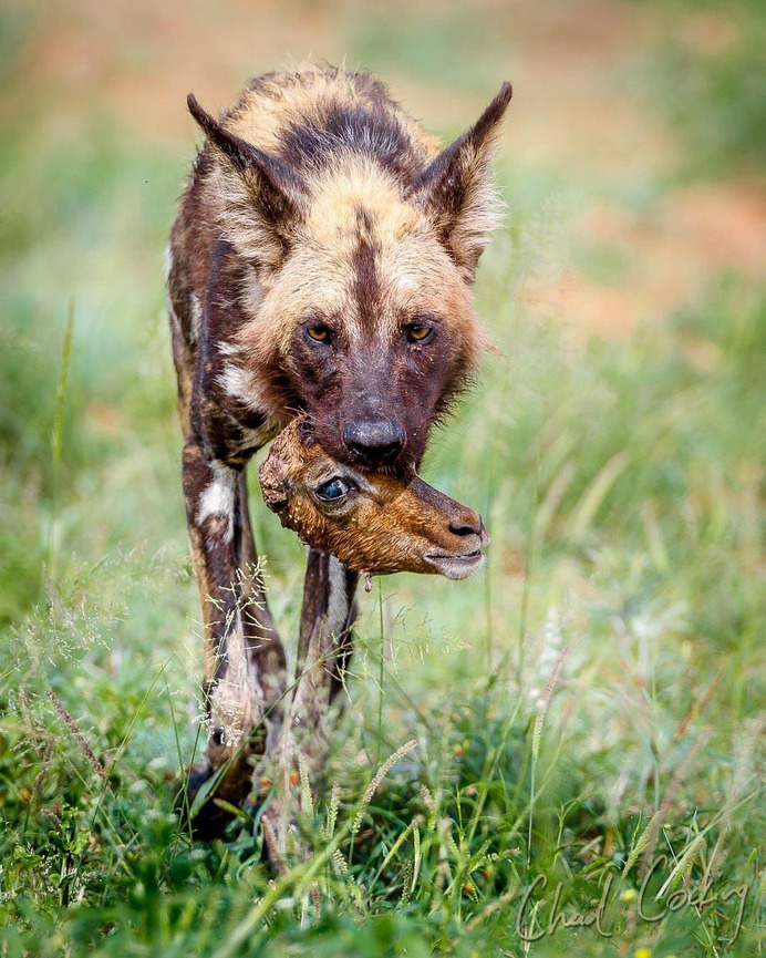 Amazing Wild Animals Portraits by Chad Cocking