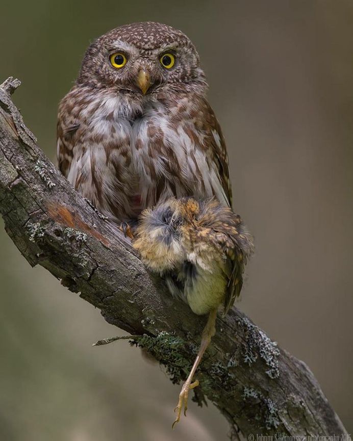 Majestic Photographs of Owls by Johnny Salomonsson