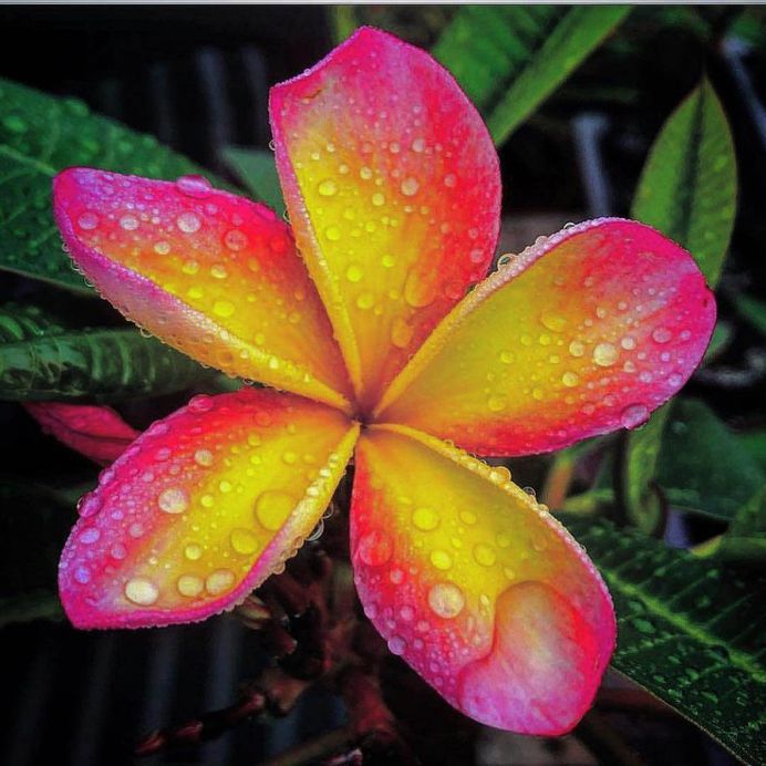 Amazing plumeria by Antonio Roldan