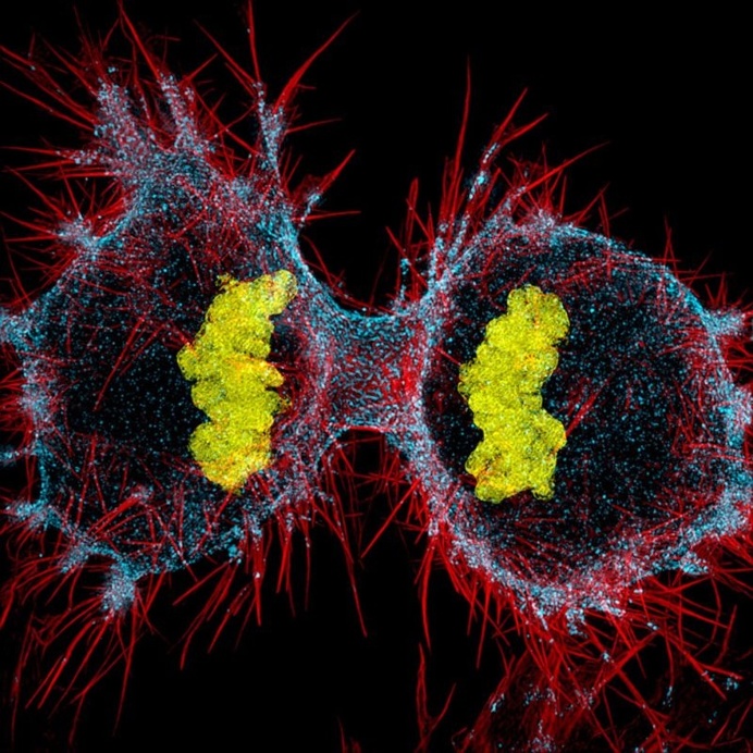 Winners Of Nikon Small World Photography Competition 2016
