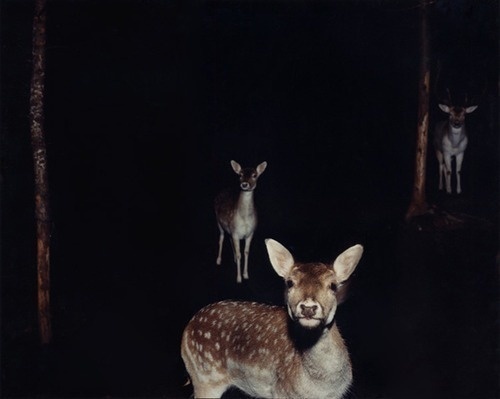 ROGUE BICYCLES #deer #photo #doe #night #nature #animals #roe #forest