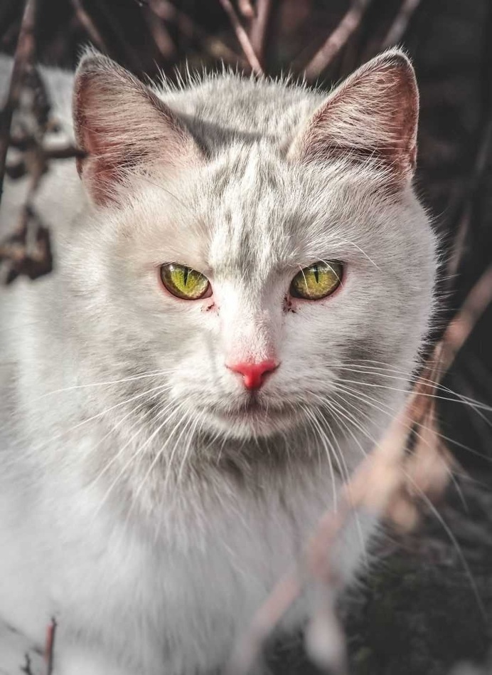 Gabriel Khiterer Captures Majestic Portraits of Stray Cats