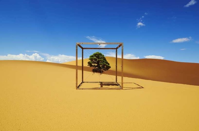 Azuma Makoto Captures His Bonsai Tree's Journey Around The Globe