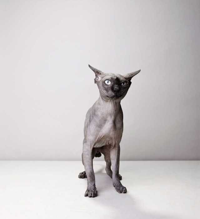 Show Animals by Toby Coulson #animal #photography #inspiration