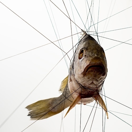 Buamai - Croaker2.jpg Jpeg Image, 500×500 Pixels #tensegrity #fish #photography #cuisine #animals