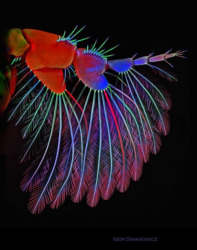 Mindblowing Macro Photography of Insect Appendages by Igor Siwanowicz