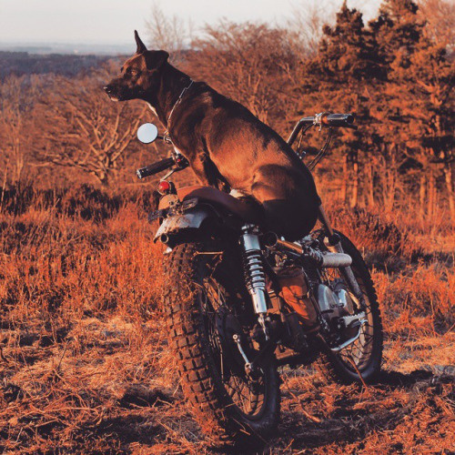 #klassikkustoms #Flowstyle #FlowTracker dog moto
