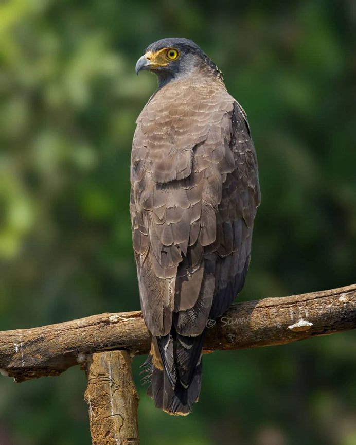 Beautiful Birds Photos of The World by Sameer Deshpande