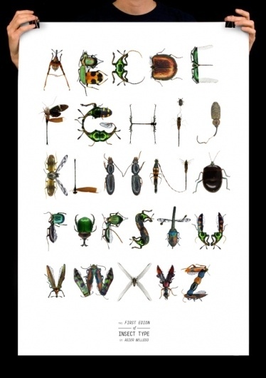 Insect Type - asier belloso #type #white #poster #insect