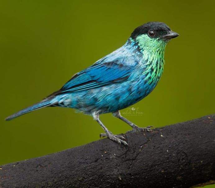 #birds_adored: Wonderful Birds Photography by Lee Anne Russell