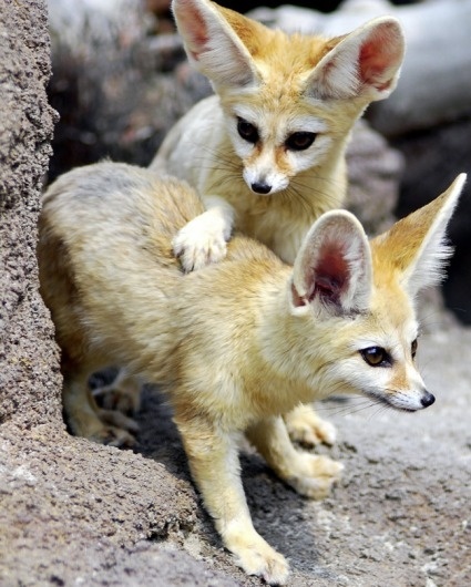 Screen-shot-2011-03-25-at-6.53.47-AM.png (648×808) #fox #desert