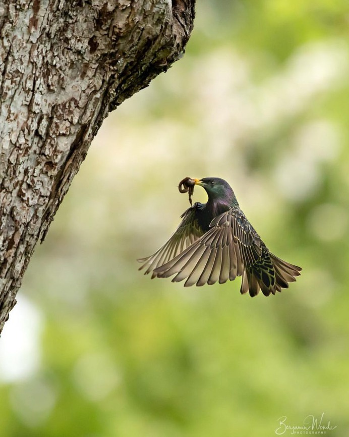 #birdlife: Beautiful Bird Photography by Benjamin Wende