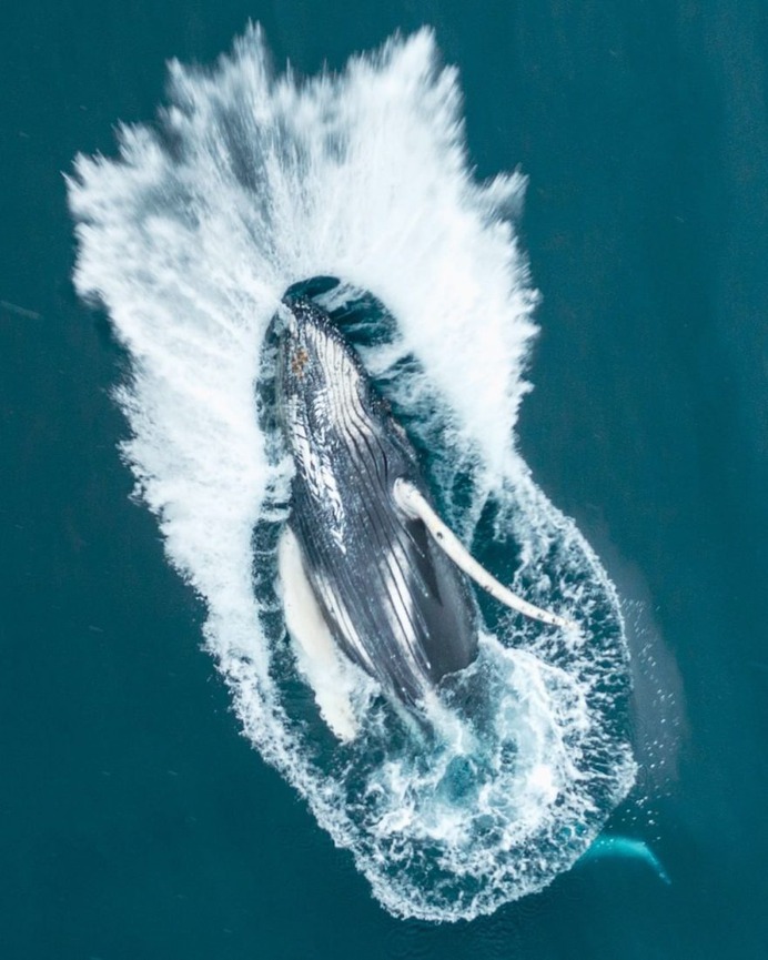 Spectacular Wildlife and Underwater Photography by Justin Hofman