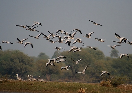 File:Bar-headed Geese- Bharatpur I IMG 8337.jpg - Wikipedia, the free encyclopedia #birds #nature #geese