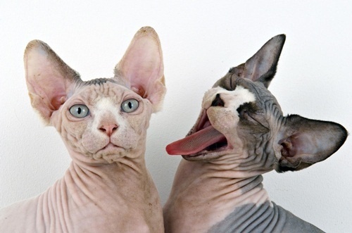MOONMUD #fun #cats