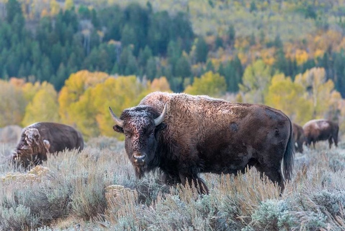Wonderful Portraits of Wild Animals by Nathaniel Smalley #WildPhoto #AnimalPhotography