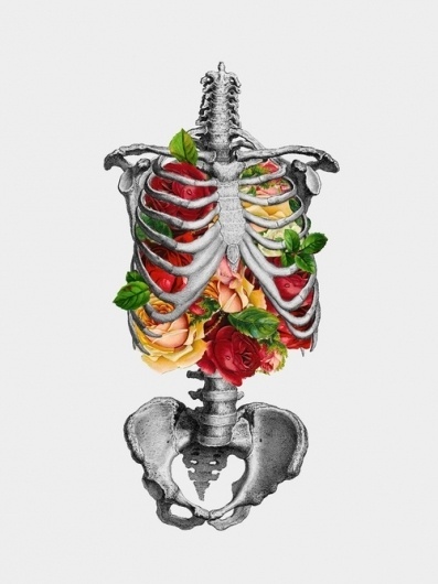 DeadFix » K1 #illustration #skeleton #flowers #ribcage