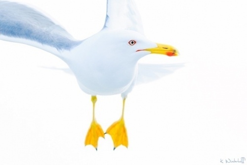 Animals Photography by Kevin Winterhoff #wildlife #photography #animals