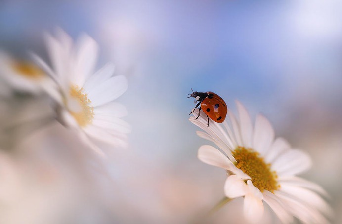 daisy painting & daisy paint by number #painting