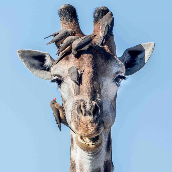 #cuteanimals: Wildlife Animal Portraits by Irene Nathanson