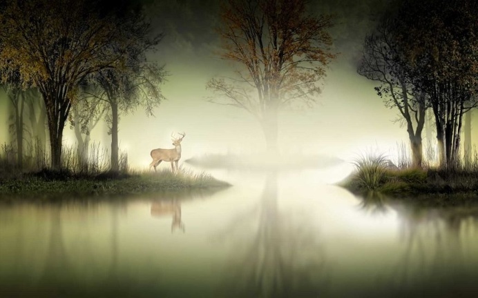 Dreamlike Animals Photography by Nasser Osman