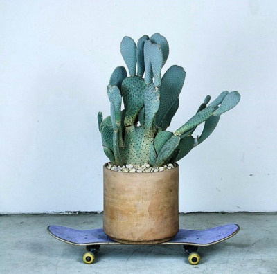Free as a Bee #skateboard #cactus
