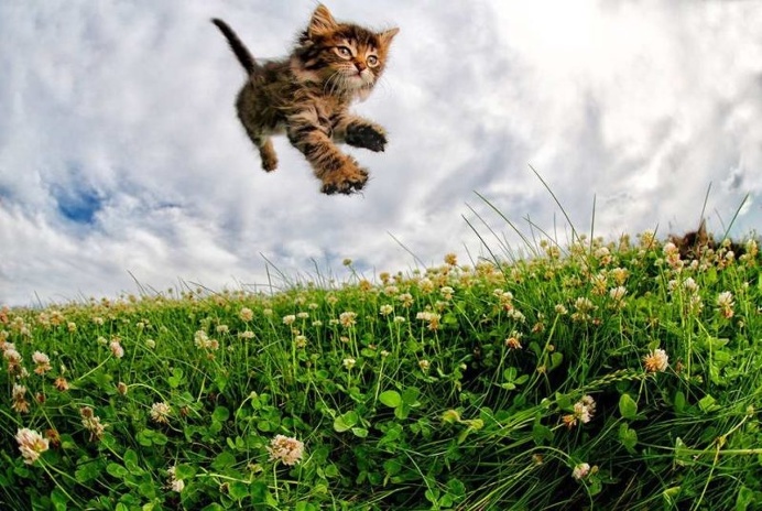 Adorable Cats And Kittens Flying Through The Air by Seth Casteel