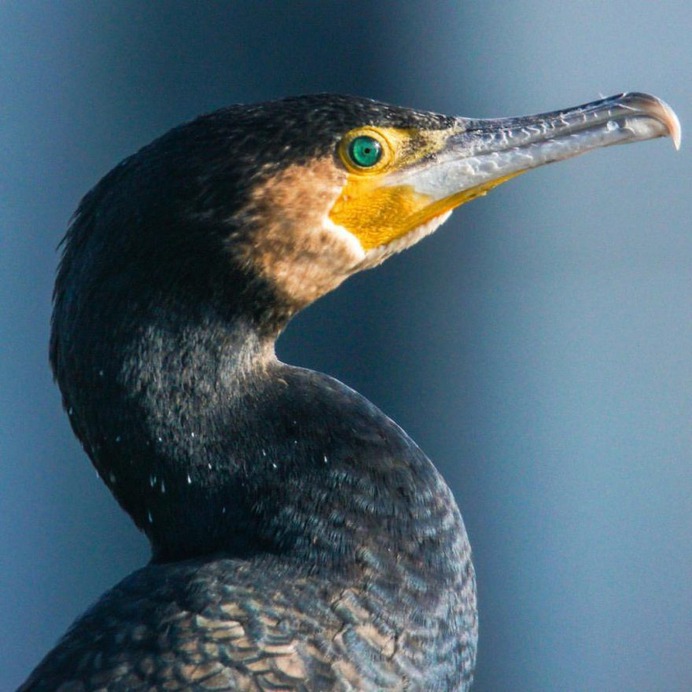 #eye_spy_birds: Beautiful Birds Photography by Dan Gibson