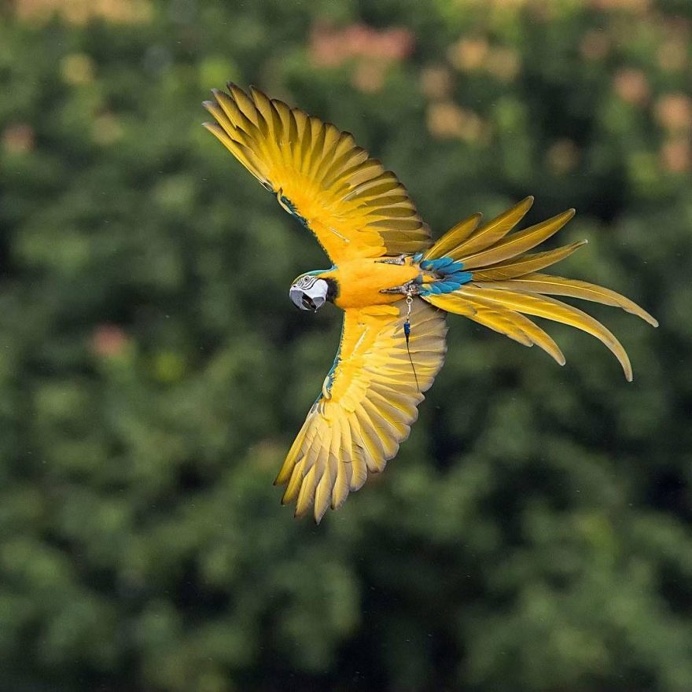 Amazing Bird Photography by Johnson Chua