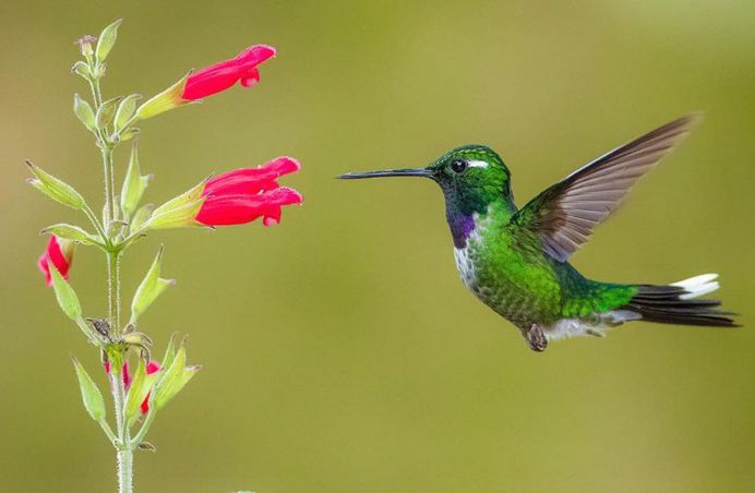 #kings_birds: Stunning Bird Photography by Ben Knoot