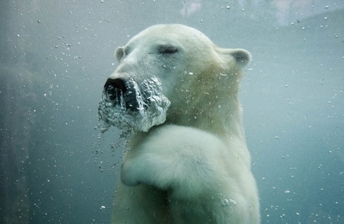 Sara Lindholm #bear #polar #animal