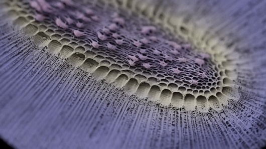 Brain Pickings #biomimicry #binica #estructuras