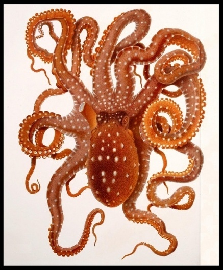 Octopus macropus | Flickr - Photo Sharing! #octopus