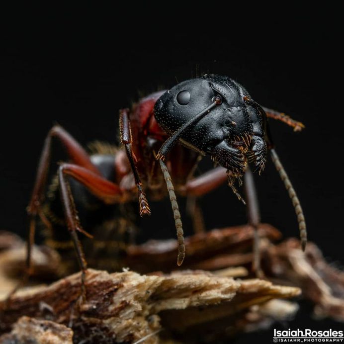 #kings_macro: Insect Macro Photography by Isaiah Rosales