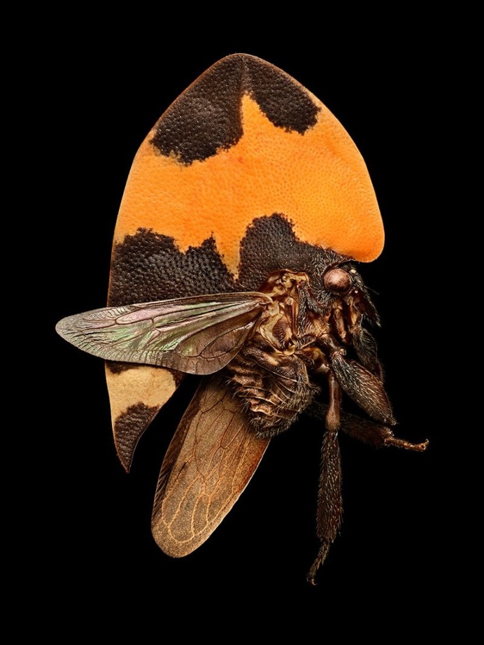 Microsculpture: Insect Portraits Under The Microscope by Levon Biss