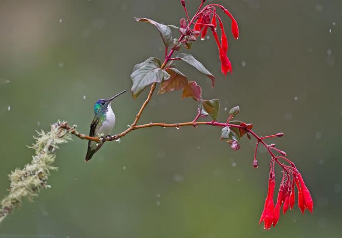 #bestbirdshots: Colorful Birds of Colombia by Luis Fernando Agudelo