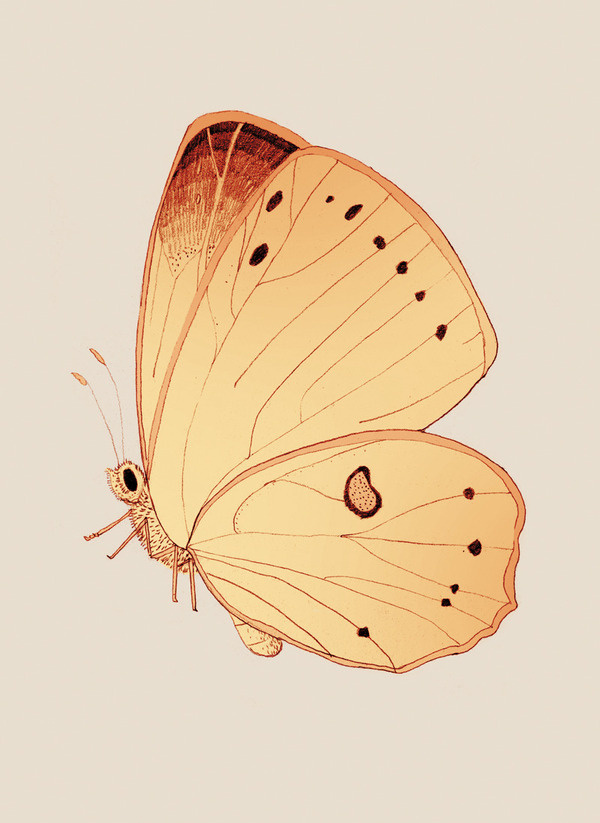Butterfly days mariadiamantes #butterflies #illustration #design