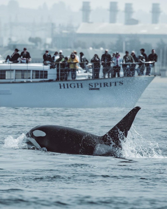 Slater Moore Captures Majestic Pictures of Whales in Monterey Bay