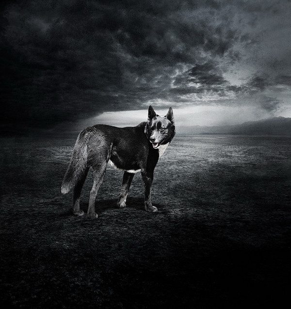 Help Dogs With Images by Sarolta Ban #inspiration #surreal #photography