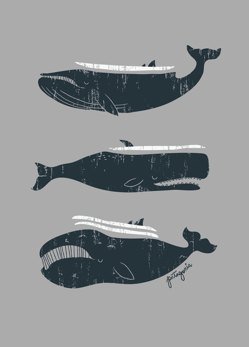 #illustration #whale