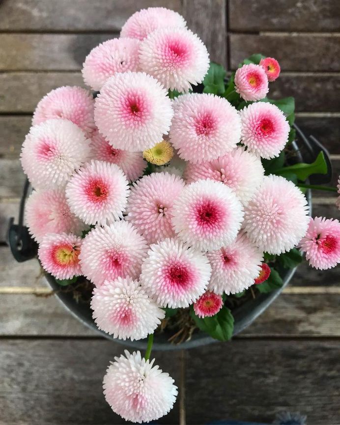 Bellis Flower Picture